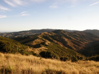 Waimapihi Reserve. 