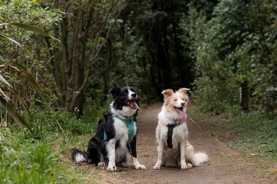 Two dogs sitting with tongues hanging out at a park.