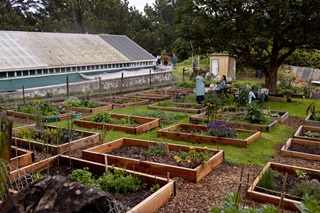 Rows of planter boxes in a community garden.