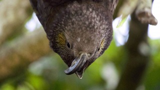 Kaka with a scissor beak.