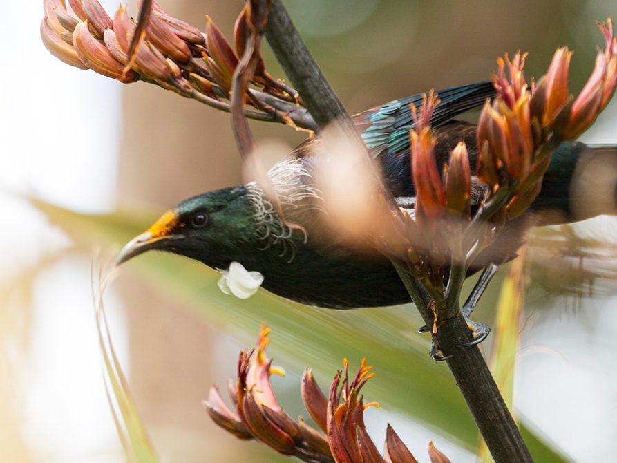Tui sitting on a branch.