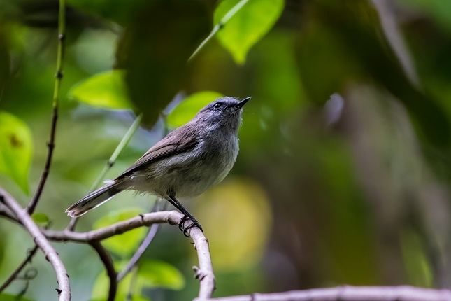 Riroriro sitting on a branch.