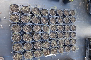 Image of the Tūmatakuru plant's sharp spikes