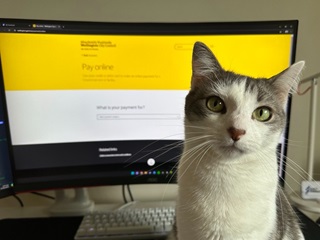 Cat sitting infront of a computer.