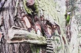 Image of a small fairy house in a tree with a ladder going up.