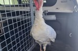 Picture of the turkey in the back of steph's ute