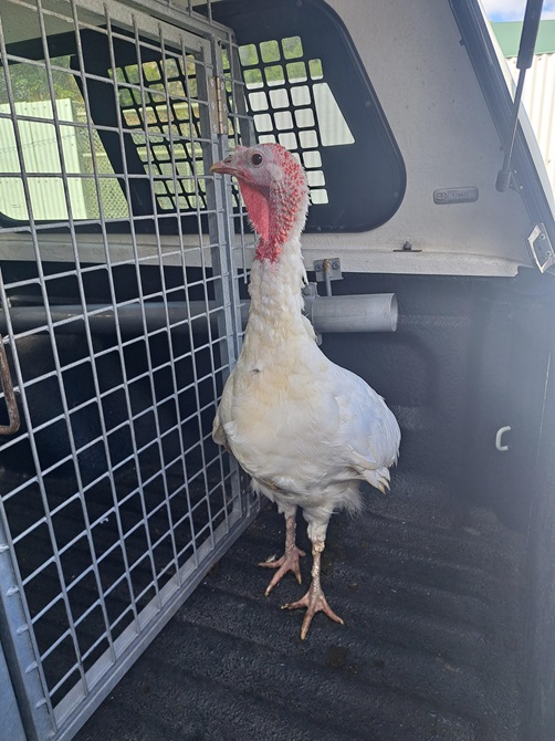 Picture of the turkey in the back of steph's ute
