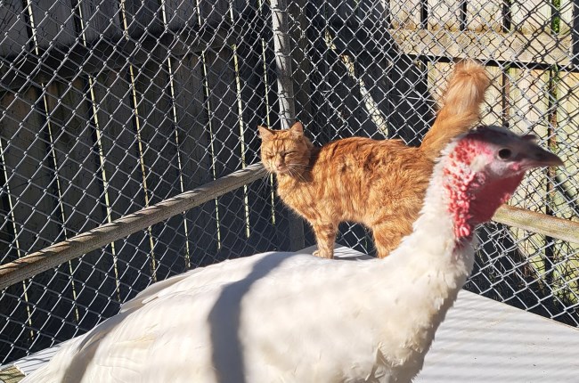 Nearly gobbled: turkey at the dog pound