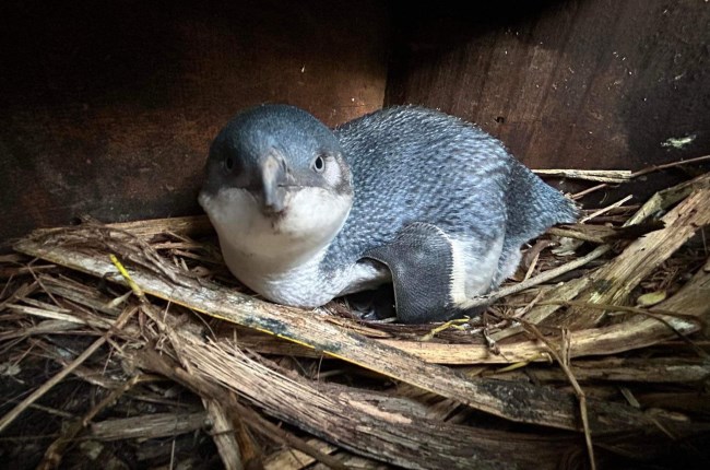 Little blue penguins live – and die – on our coastline