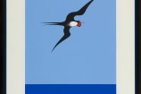 painting of a of a Pacific Frigate Bird over a block blue background.