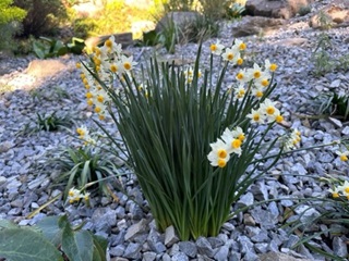 Image of Daffodils in the Botanic garden