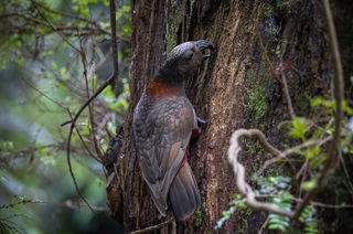 Kākā on a tree surrounded by greenery.