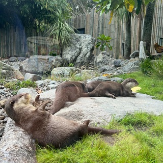 Otters lounging on a rock.