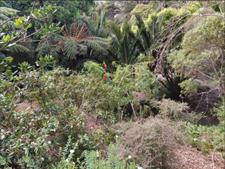 Close up of plants in the threatened species garden.