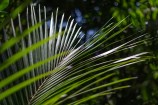 Nikau palms illuminated in the sunlight.