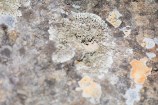 Close up of moss on a rock.