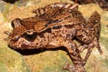 Close up of a frog on a rock.