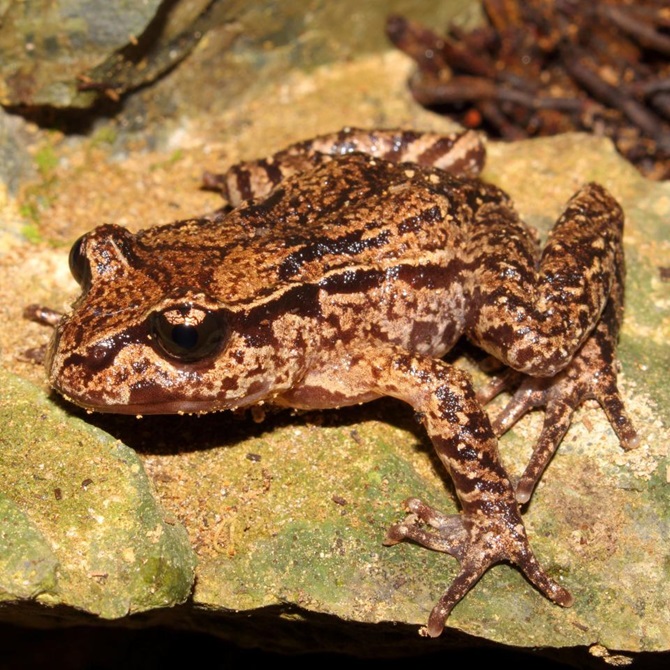 Close up of a frog on a rock.