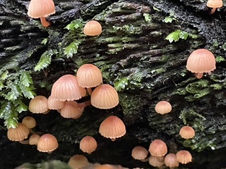Peachy pink-coloured mushroom-like organisms growing on a woody forest surface alongside bright green moss and leaves.