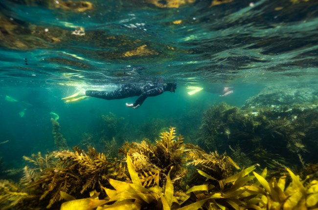 Kelp out our seaweed forests in Wellington