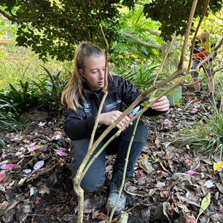 A person working in a garden holding up branches.