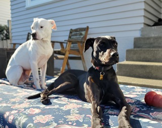 A white dog and a black dog sitting on top of a mattress in a courtyard.