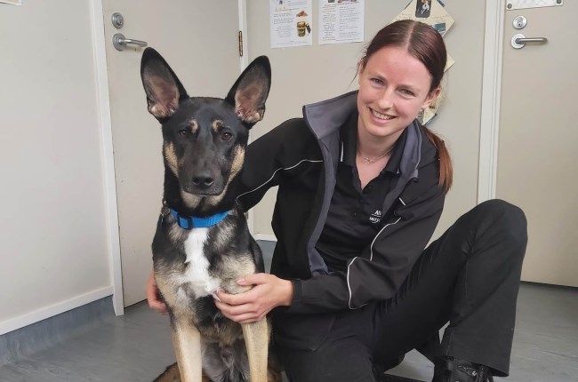 A woman in an animal control officer uniform with her arm wrapped around a dog in an office.