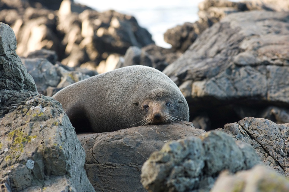 Large seal resting on rocks.