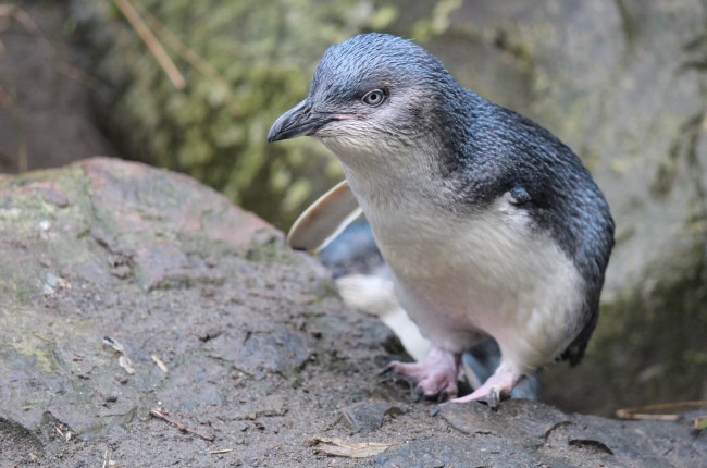 Bandit the one-armed korora at the zoo