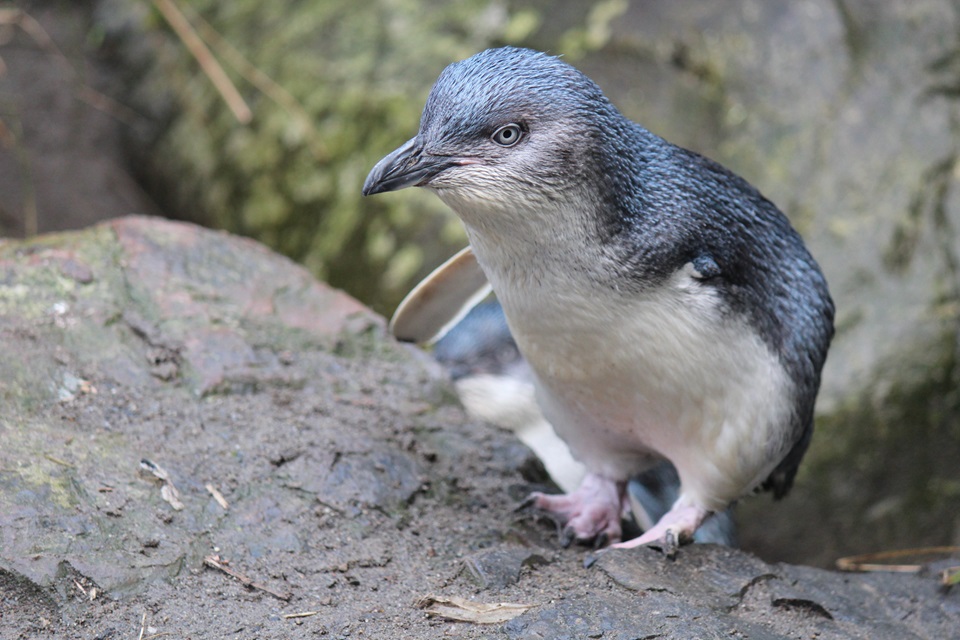 Bandit the one-armed korora at the zoo