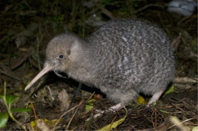 A kiwi walking through the bushes at night