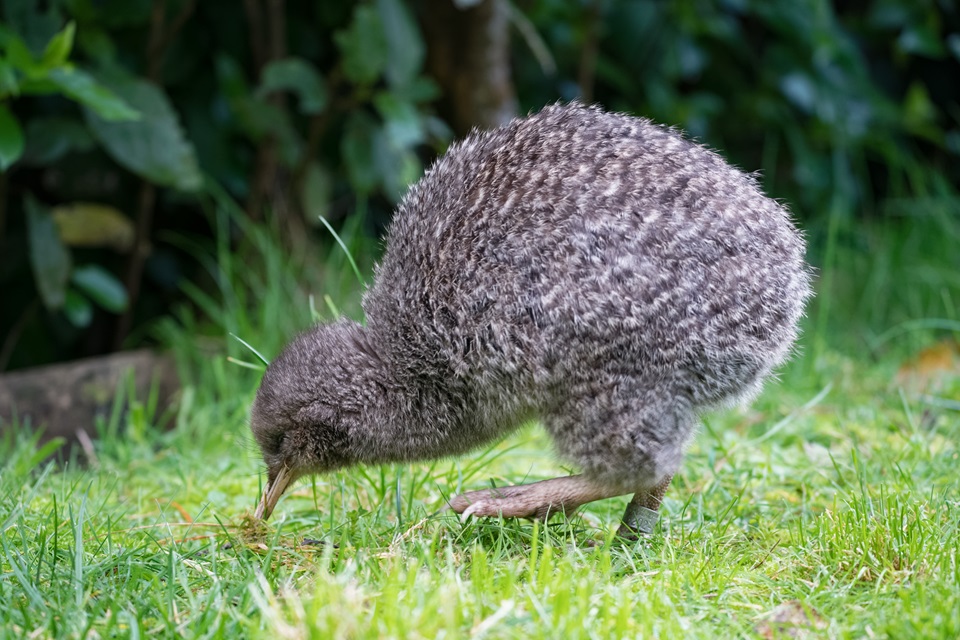 Kiwi in the wild during daylight photo credit Judi Lapsley Miller