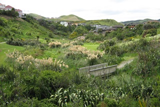 View of bridge and walkway at Lakewood reserve. Lots of toi toi.