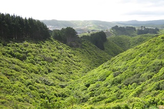 View of valley of native bush at Seton Nossitor Bush Gully reserve.