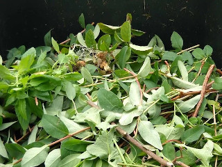 Image of tree branch and leaf clippings