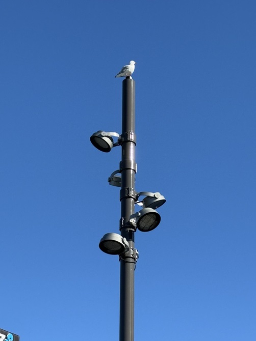 Seagull sitting on top of a waterfront light.